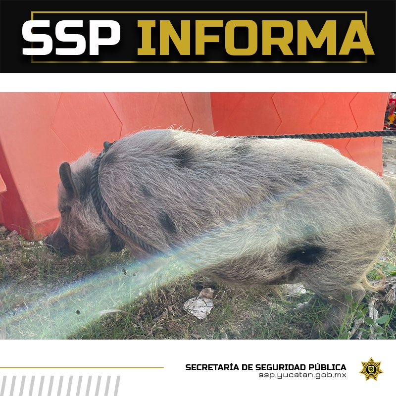 SSP busca al propietario de un cerdito 'callejero' en Mérida