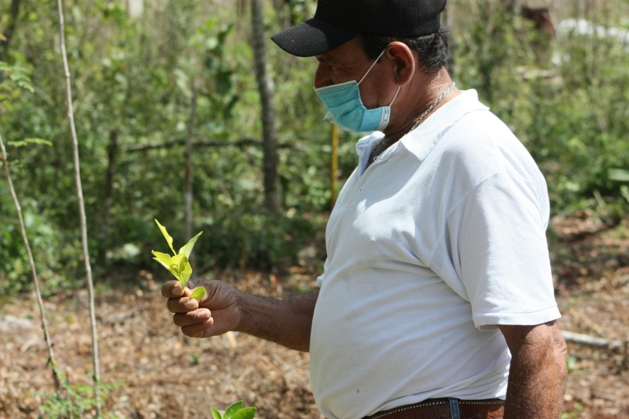 Mérida, epicentro de la producción orgánica en la Península de Yucatán