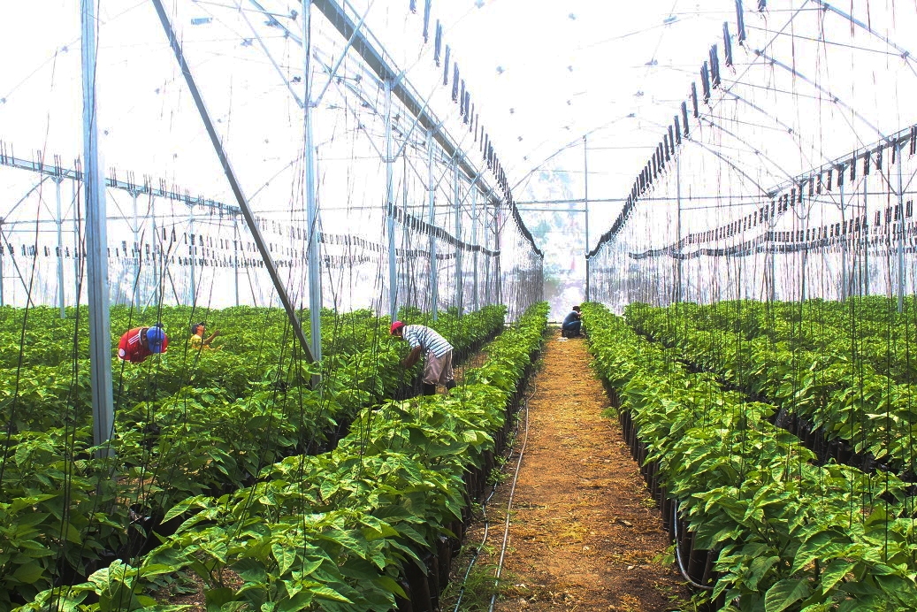 Encarece el cultivo de chile habanero en Tizimín; invierten hasta 200 mil pesos
