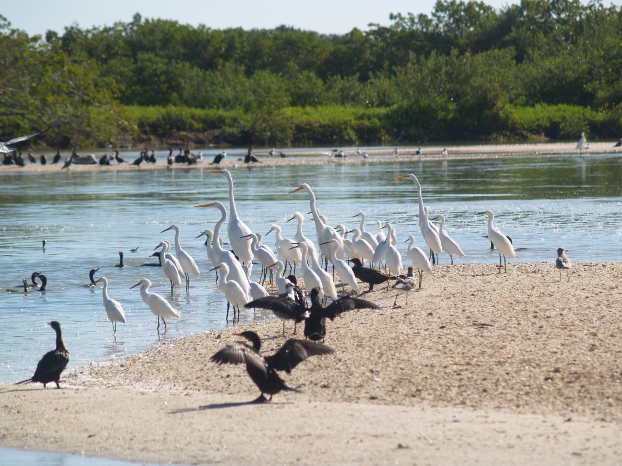 Manglar de Chabihau, refugio para aves en Yucatán: FOTORREPORTAJE