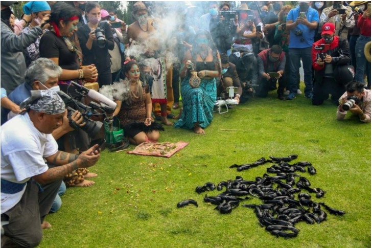 Alcaldes de Morena se lucen con ajolotes y los mandan a la muerte en Xochimilco