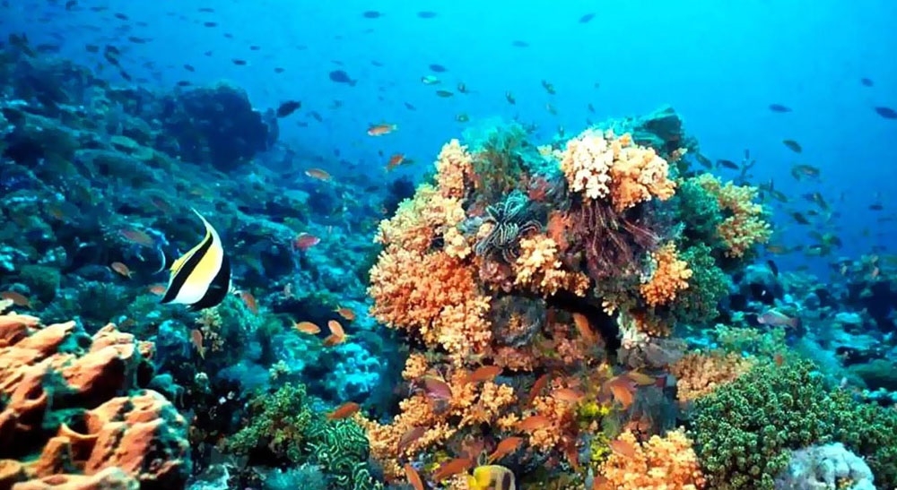 Arrecife Alacranes, el posible refugio de especies marinas frente a Progreso