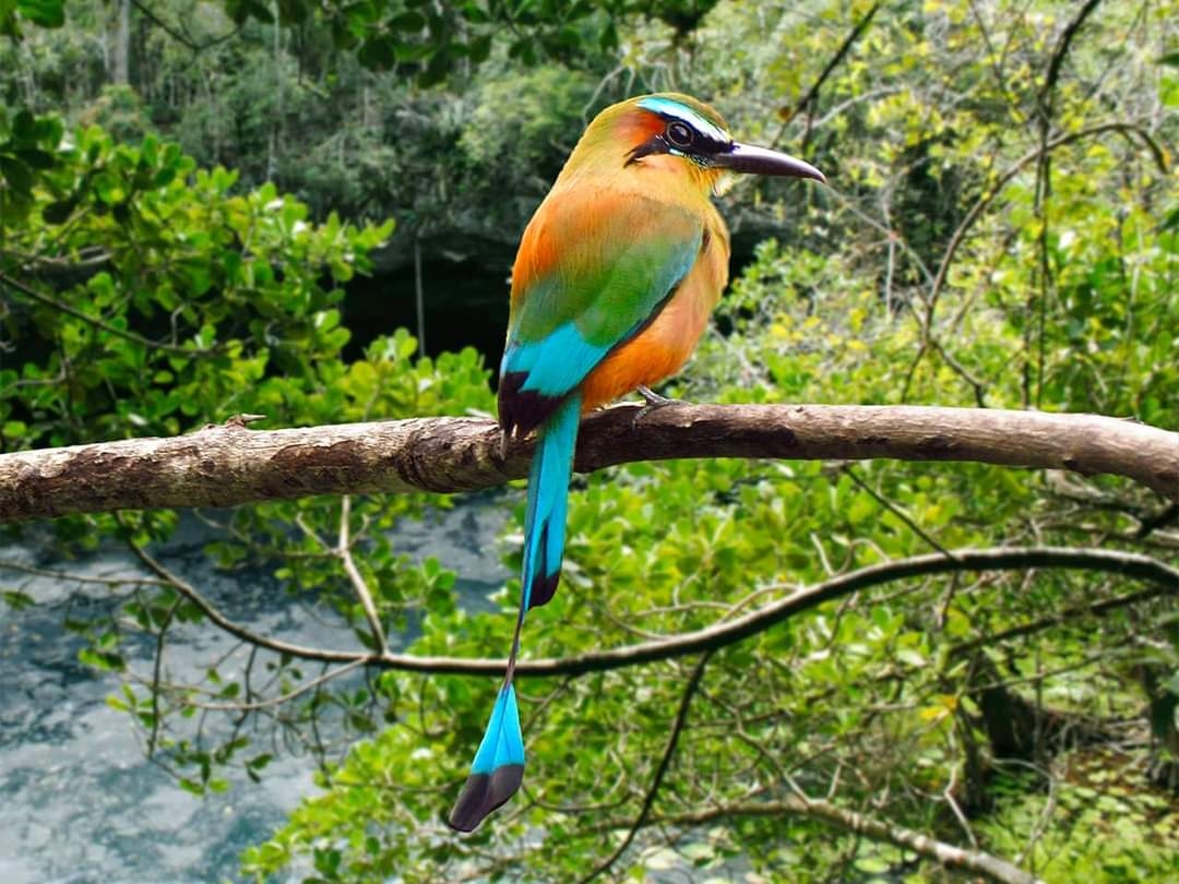 El Cuyo, Yucatán, será sede del Festival de las aves Toh 2022