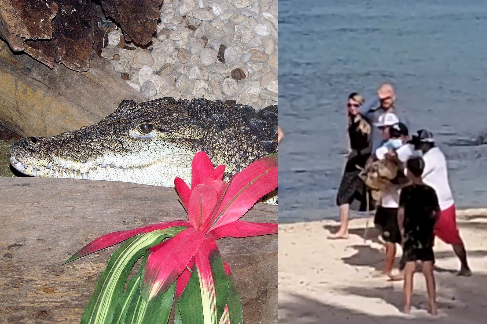 Capturan a cocodrilo que nadaba en una playa de Cozumel: VIDEO