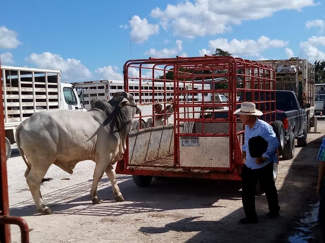 El mes de diciembre del 202 fue que más derrama económica dejó a los productores de ganado en Campeche, con más de 22 mil reses vendidas