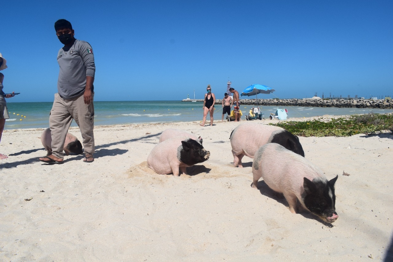 'Pig Beach' en Progreso, atractivo a nivel internacional; recibe hasta 80 mil visitantes