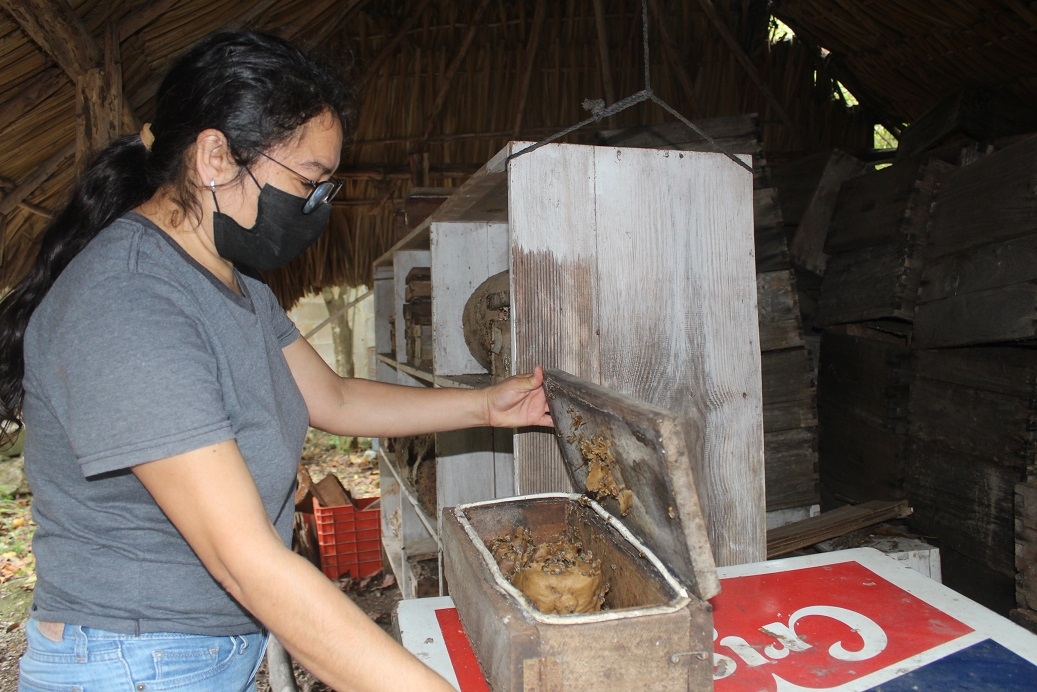 Mujer apicultora de Tizimín, 20 años de proteger a la abeja melipona