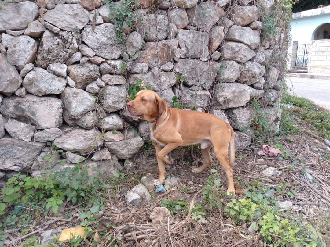 El dueño del can se encontraba en la ciudad de Mérida