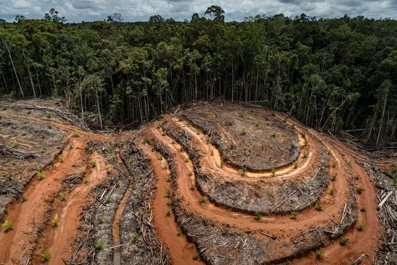 Campeche perdió 703 mil hectáreas de selva en 20 años; menonitas, los señalados