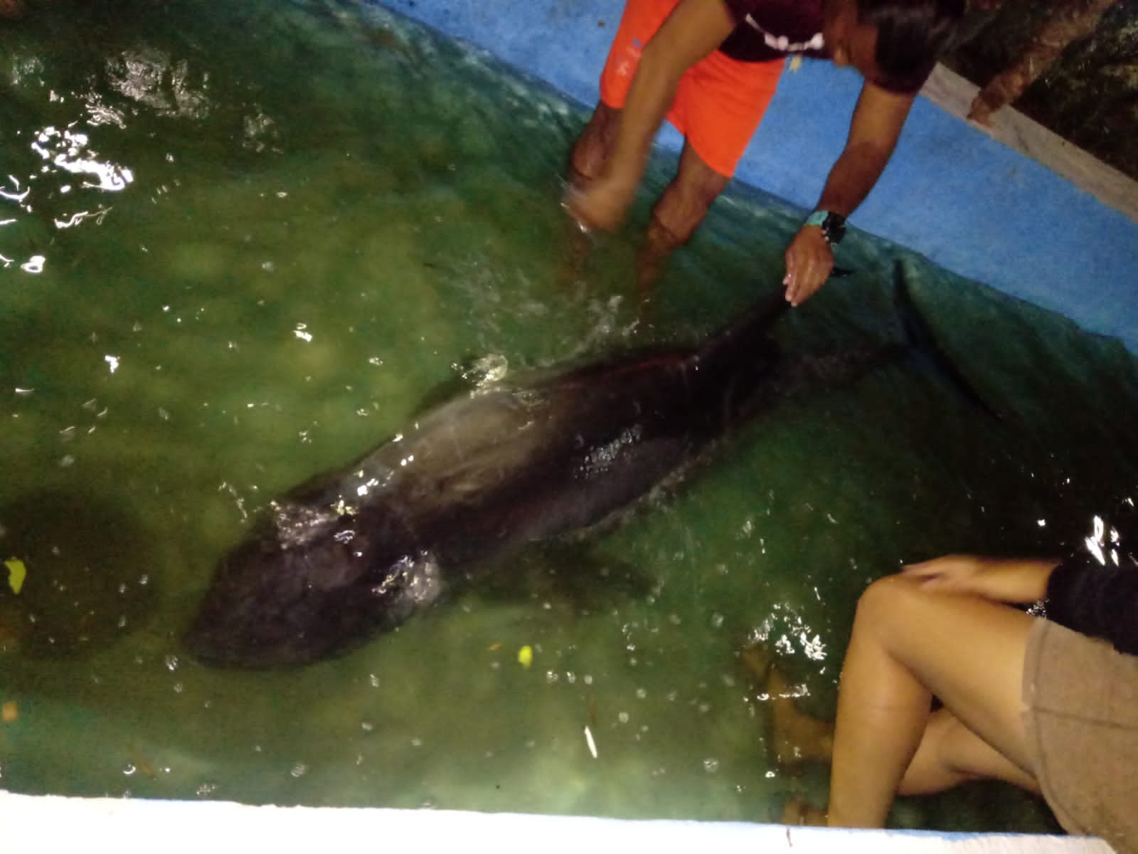 Rescatan a orca pigmea adulta que recaló en Dzilam de Bravo, Yucatán