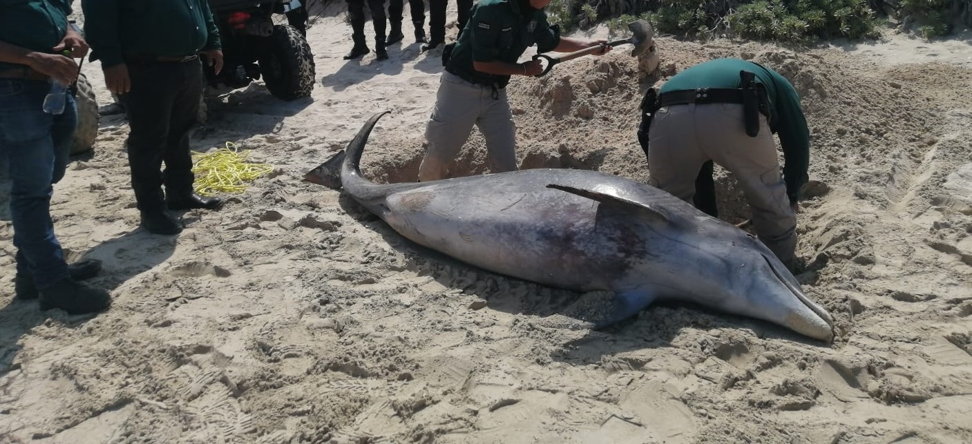 Recala delfín muerto en la costa de Chelem: VIDEO