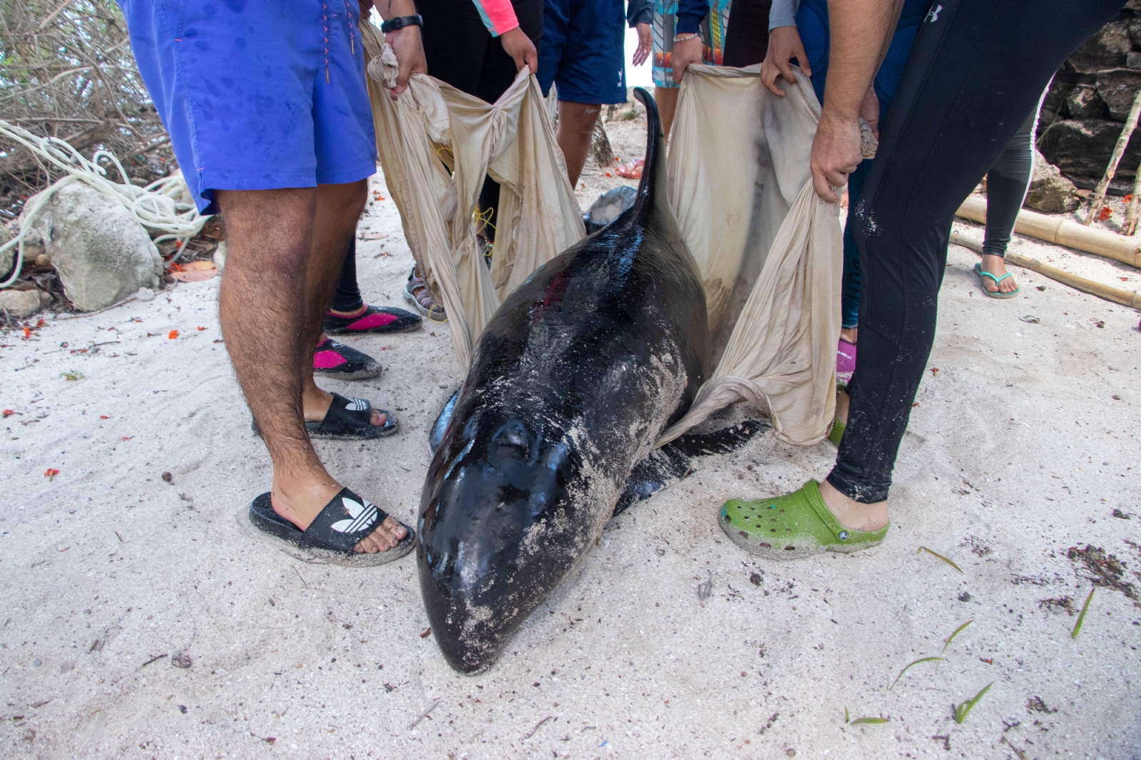 Confirman causas de muerte de las orcas varadas en costas de Yucatán