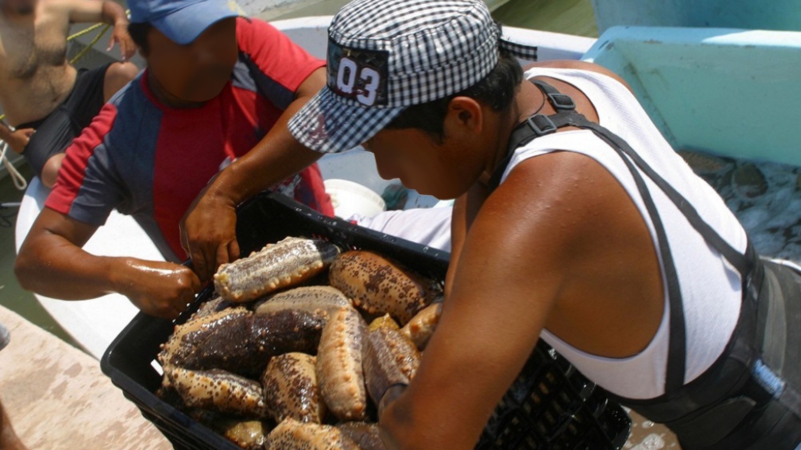 El pepino de mar ha sido depredado en la costa de la Península de Yucatán, su kilo se vende en 16 mil pesos