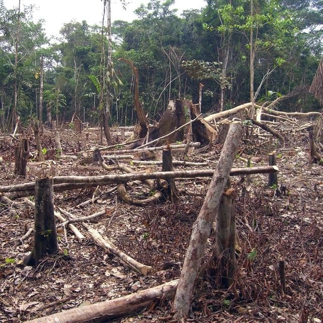 Vigilan área de tala ilegal, señala Uriel Romero Herrera delegado de la Semarnat