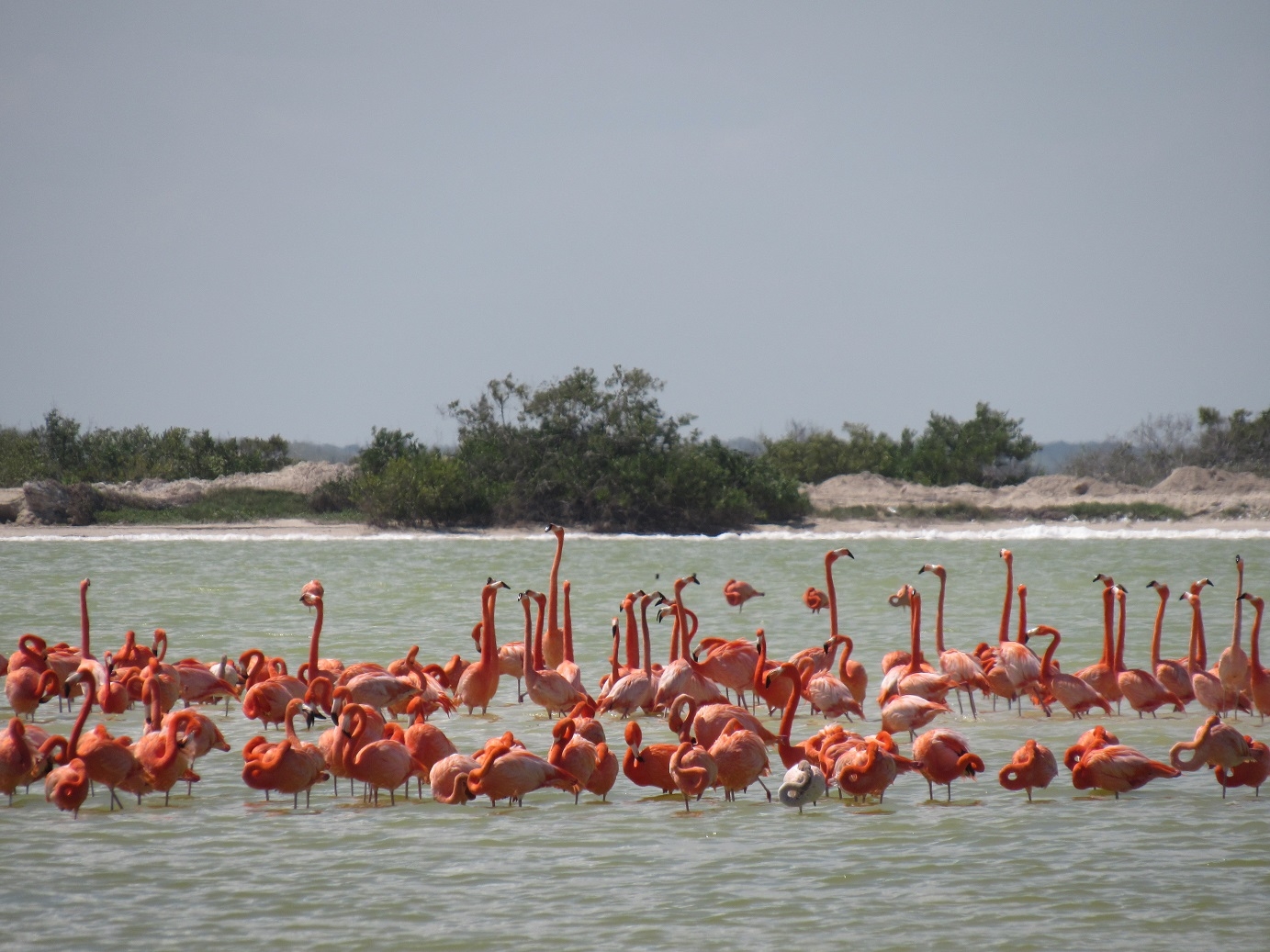 Festival de aves en El Cuyo reúne a especies endémicas de la Península de Yucatán