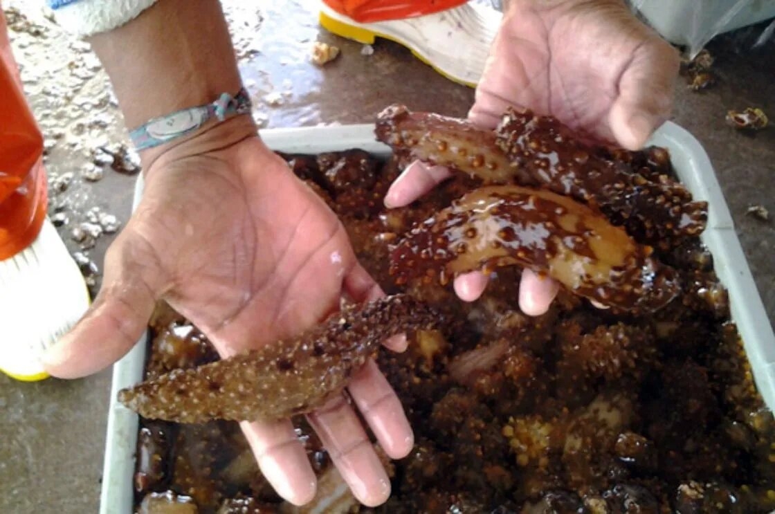 Los pescadores de Campeche son los menos beneficiados de la captura del pepino de mar