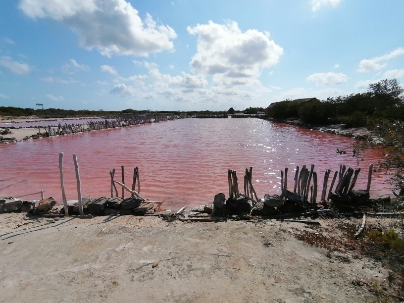 Salinera de Xtampú, Yucatán, fuente de trabajo y hábitat de aves migratorias: FOTOS