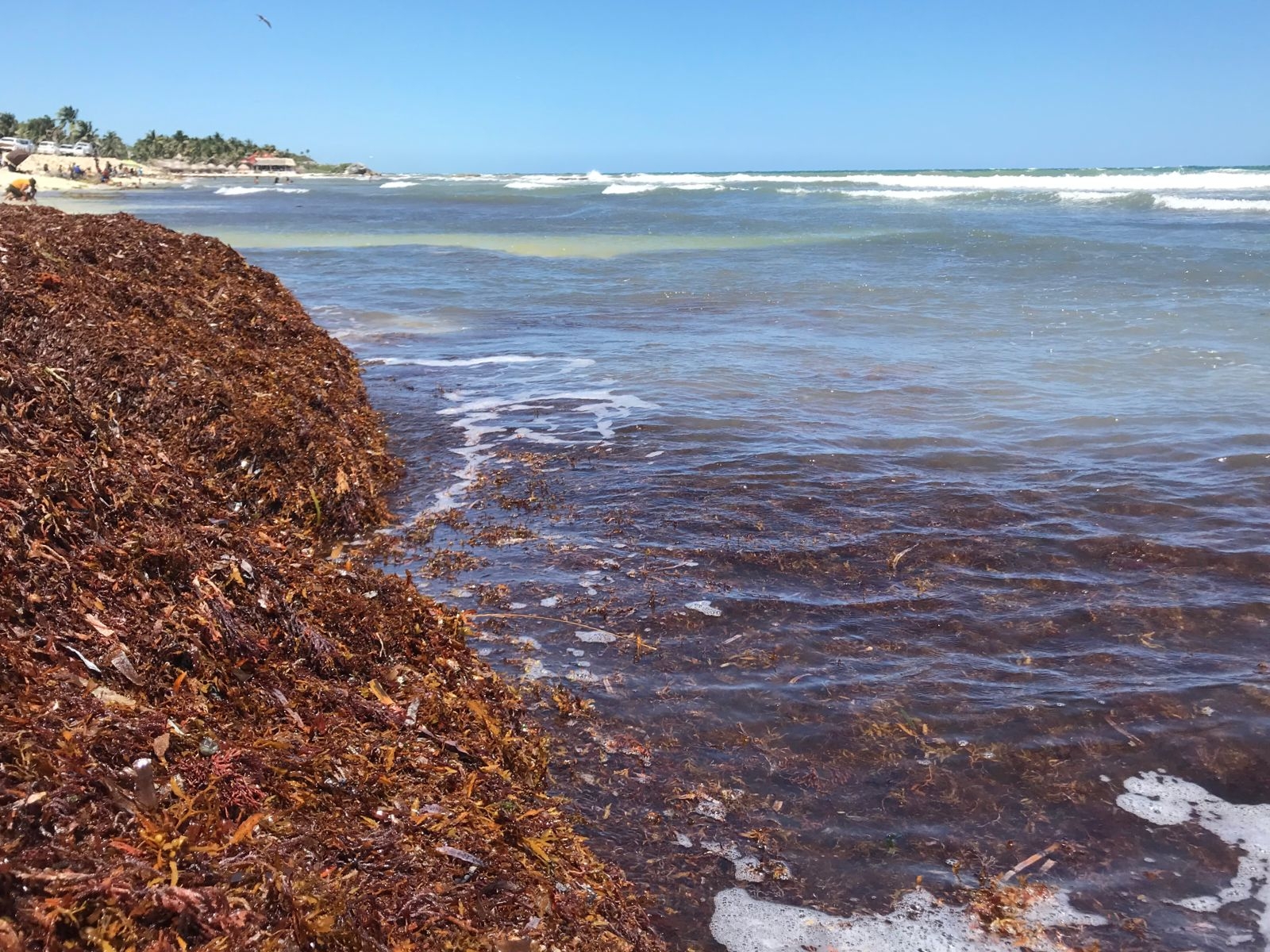 Playas de Tulum, opacadas por kilos de sargazo: VIDEO