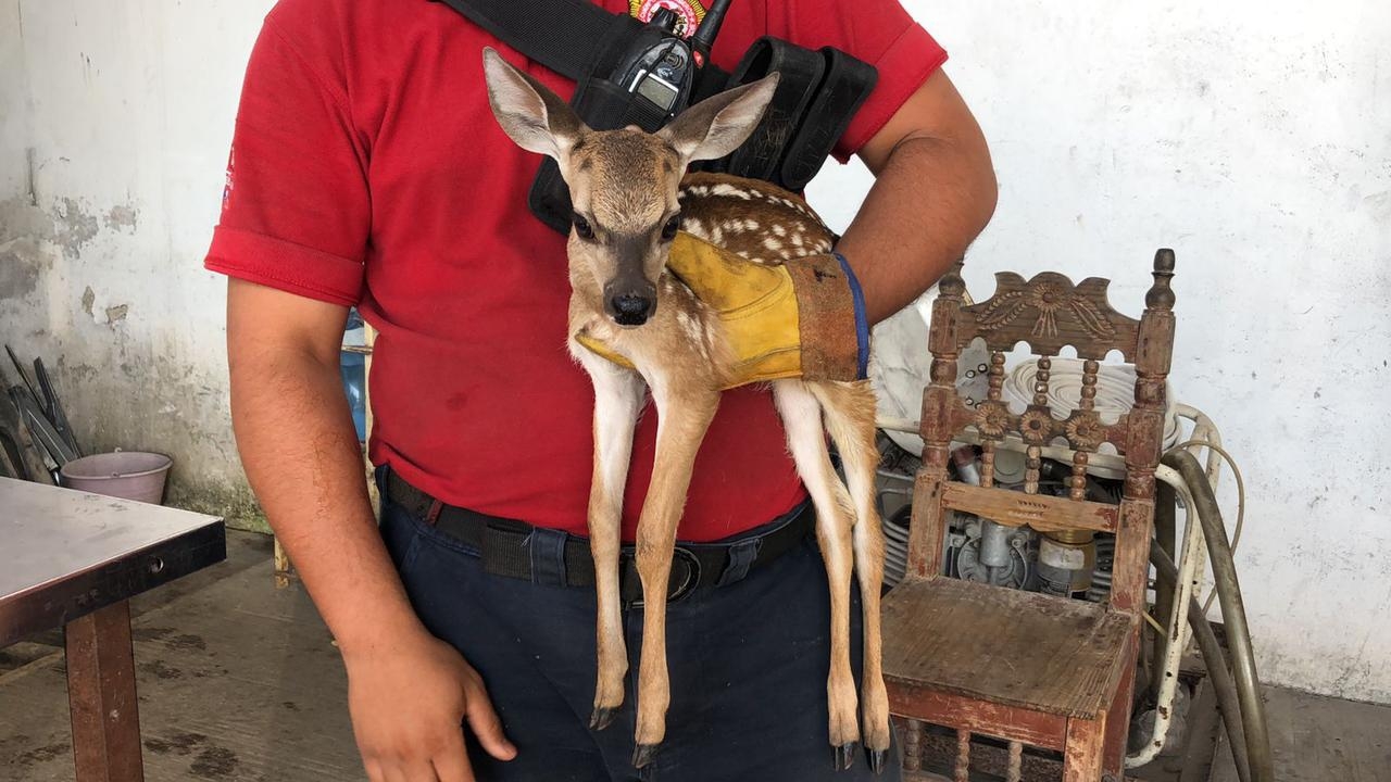 Rescatan a cría de venado atacada por perros en poblado de Campeche