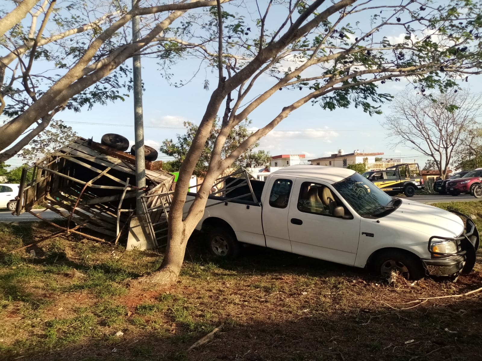 Conductor pierde su ganado tras chocar en el Periférico de Mérida
