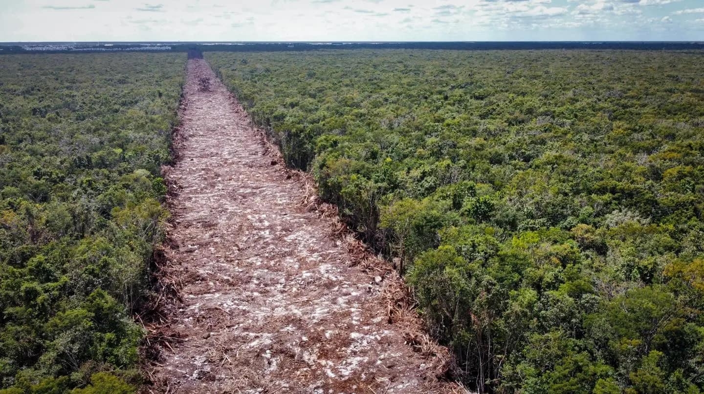 Los ambientalistas recriminaron que la selva sea destruida con maquinaria, y enviaron su solicitud a AMLO