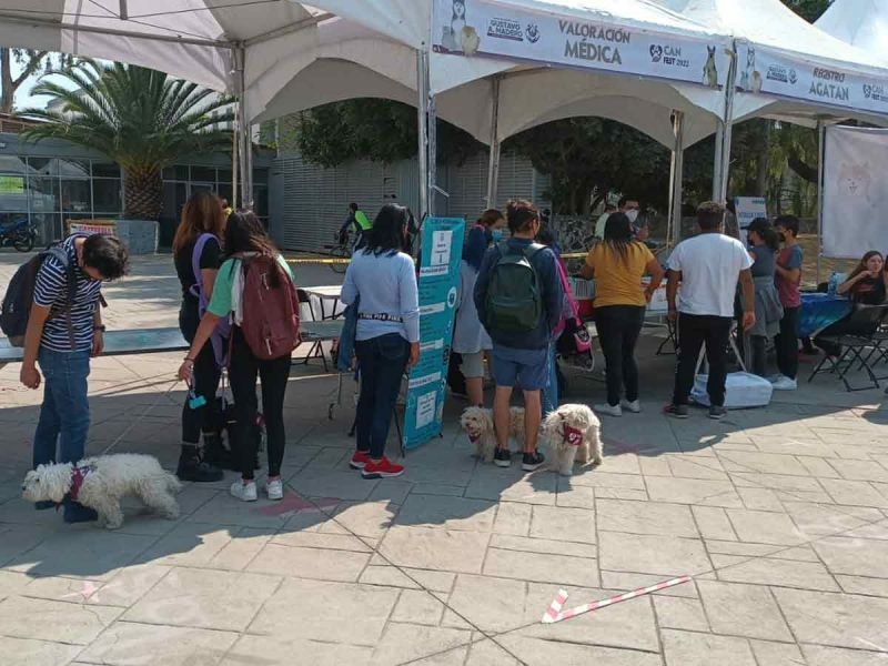 Can Fest 2022 esteriliza a tus mascotas de forma gratuita en CDMX