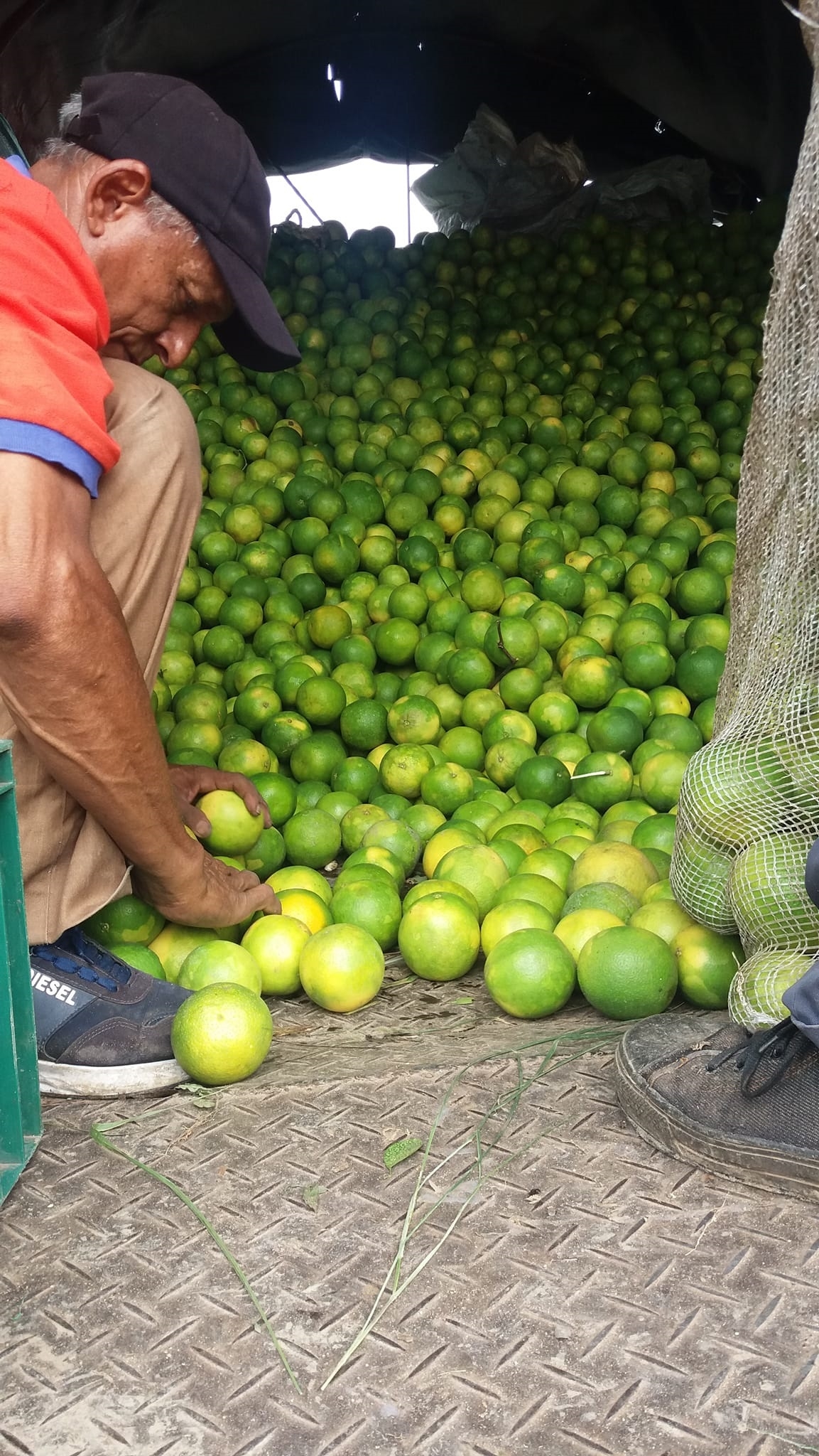 Precio del limón en Yucatán: Municipios registran desigualdad en su costo