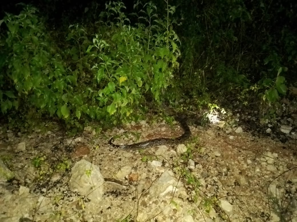 ¿Qué hacer en caso de encontrarse a una serpiente dentro de un predio en Yucatán?