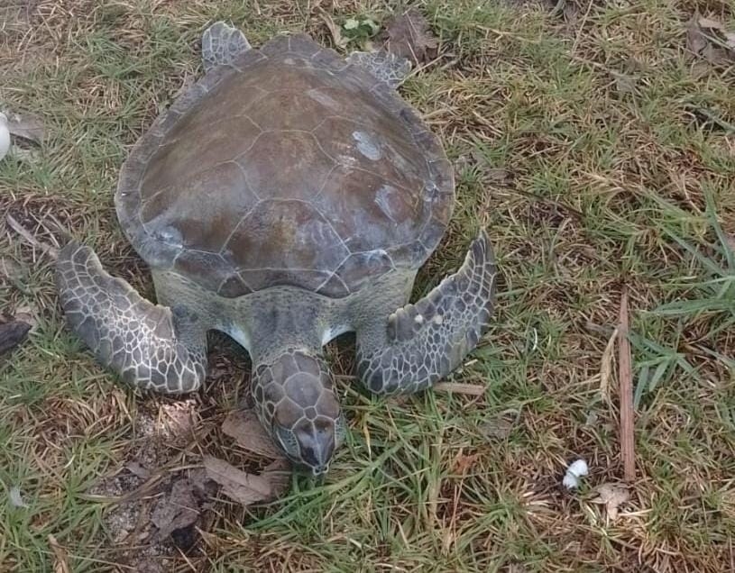 Recala la primera tortuga de la temporada de anidación en Progreso