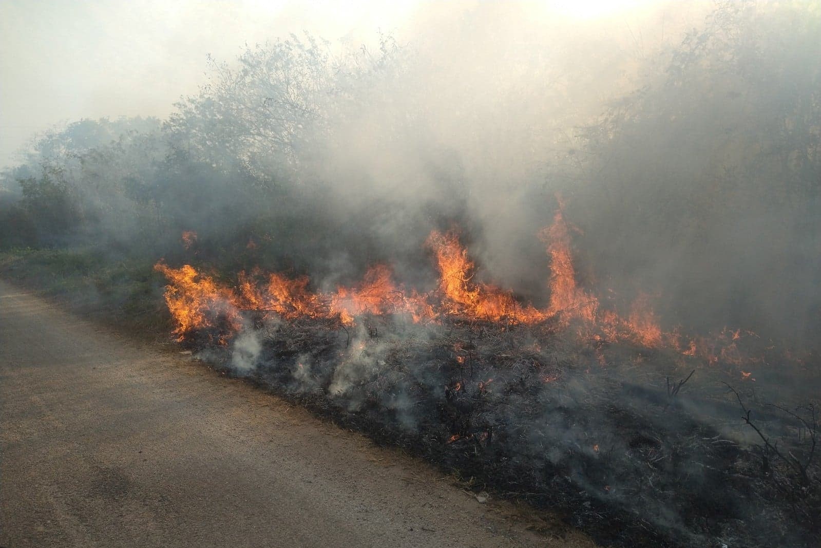 Incendios en montes de Tizimín podrían ser intencionales, declara Procivy