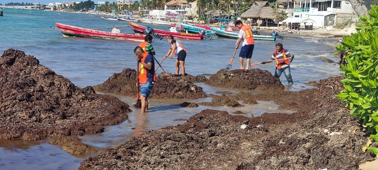 Trabajo social de infractores ayuda al retiro de sargazo en Playa del Carmen