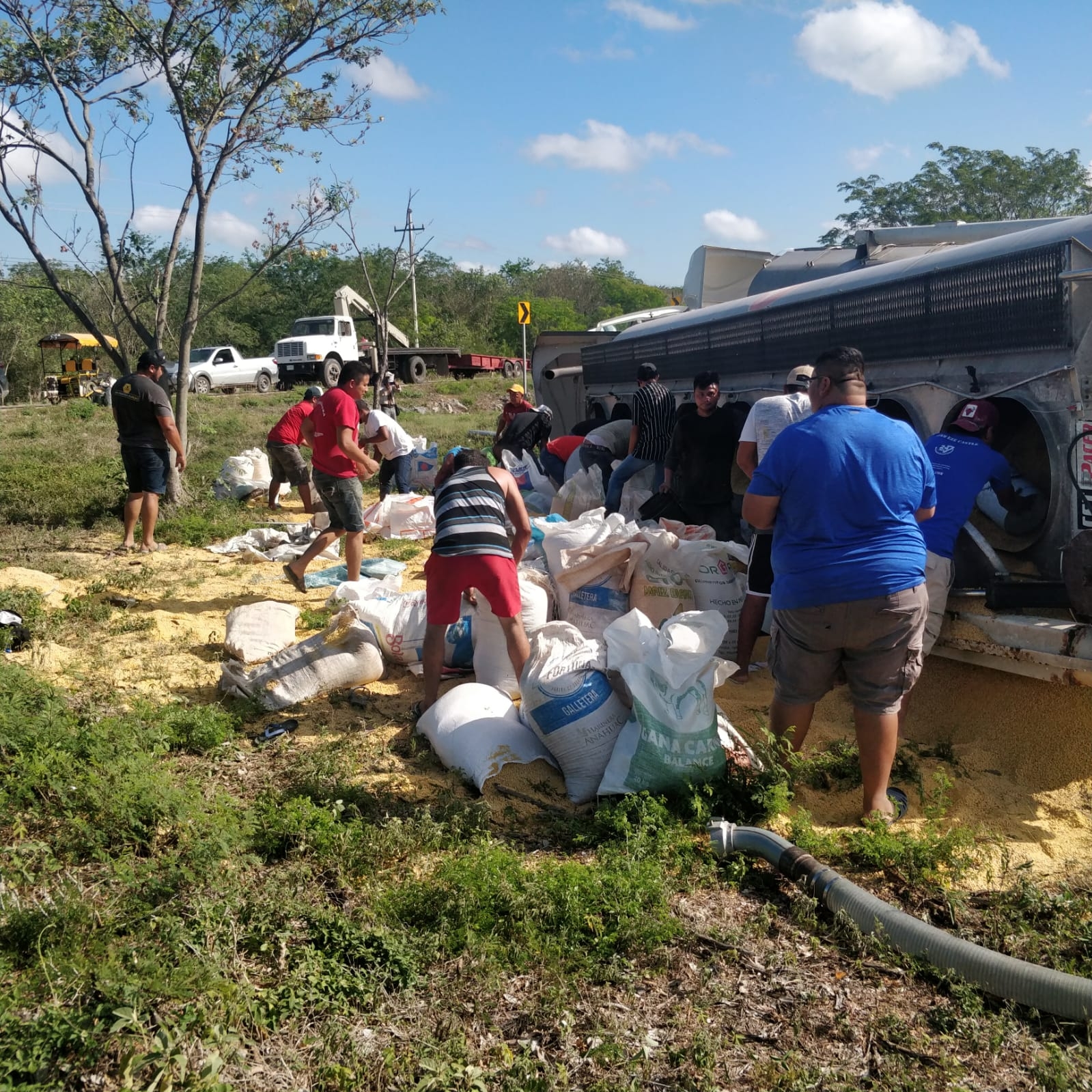 Rapiñan alimento para cerdo tras volcar un tráiler en la carretera Mérida-Campeche
