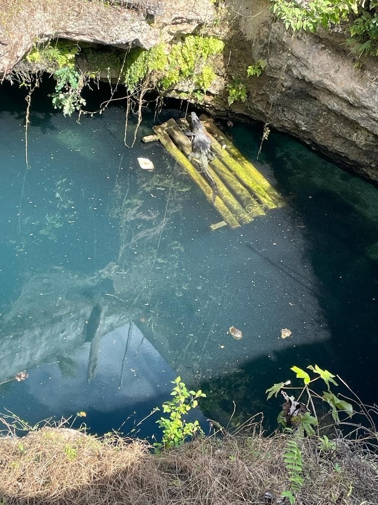 Rescatan a cocodrilo tras vivir 17 años en la comisaria de Cenote Azul, Yucatán