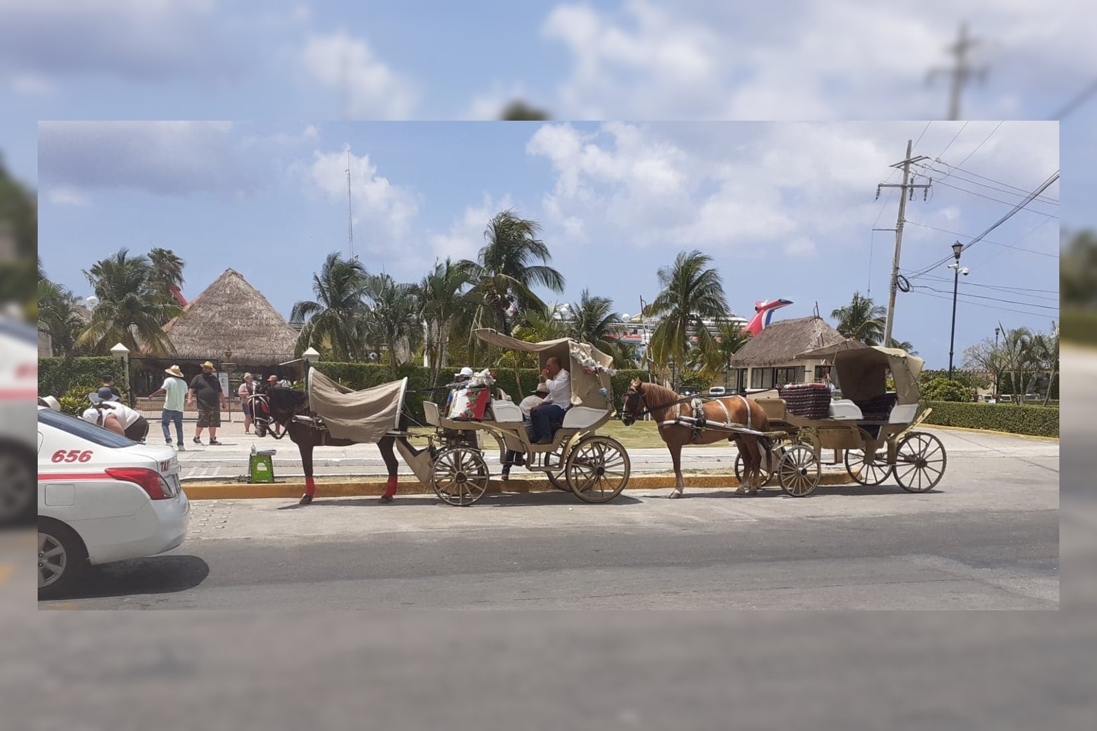 Caballos trabajan bajo altas temperaturas en Cozumel; piden suspender calesas