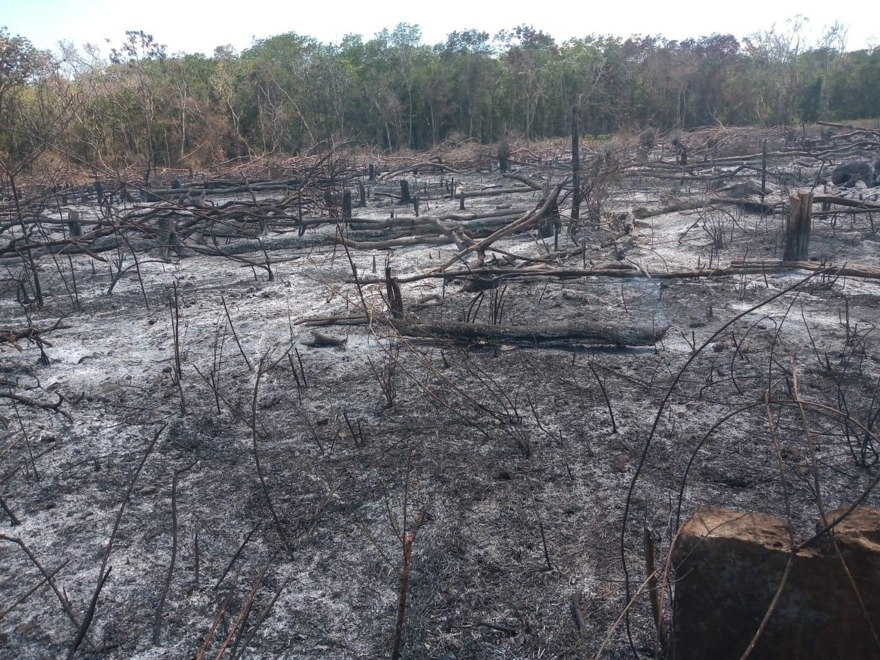 Fuego arrasa con parte de la selva baja entre Campeche y Quintana Roo