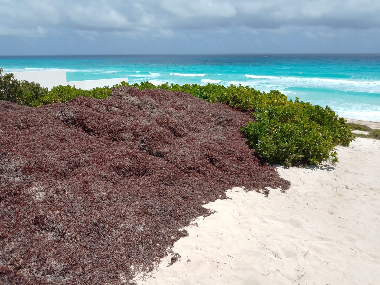 La temporada de recale de sargazo inició en marzo, donde se vieron afectadas diversas playas de Quintana Roo