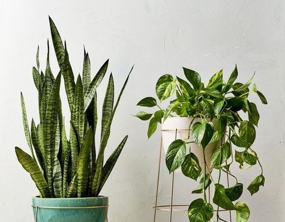 Conoce las plantas que puedes tener dentro de tu hogar para absorber el calor