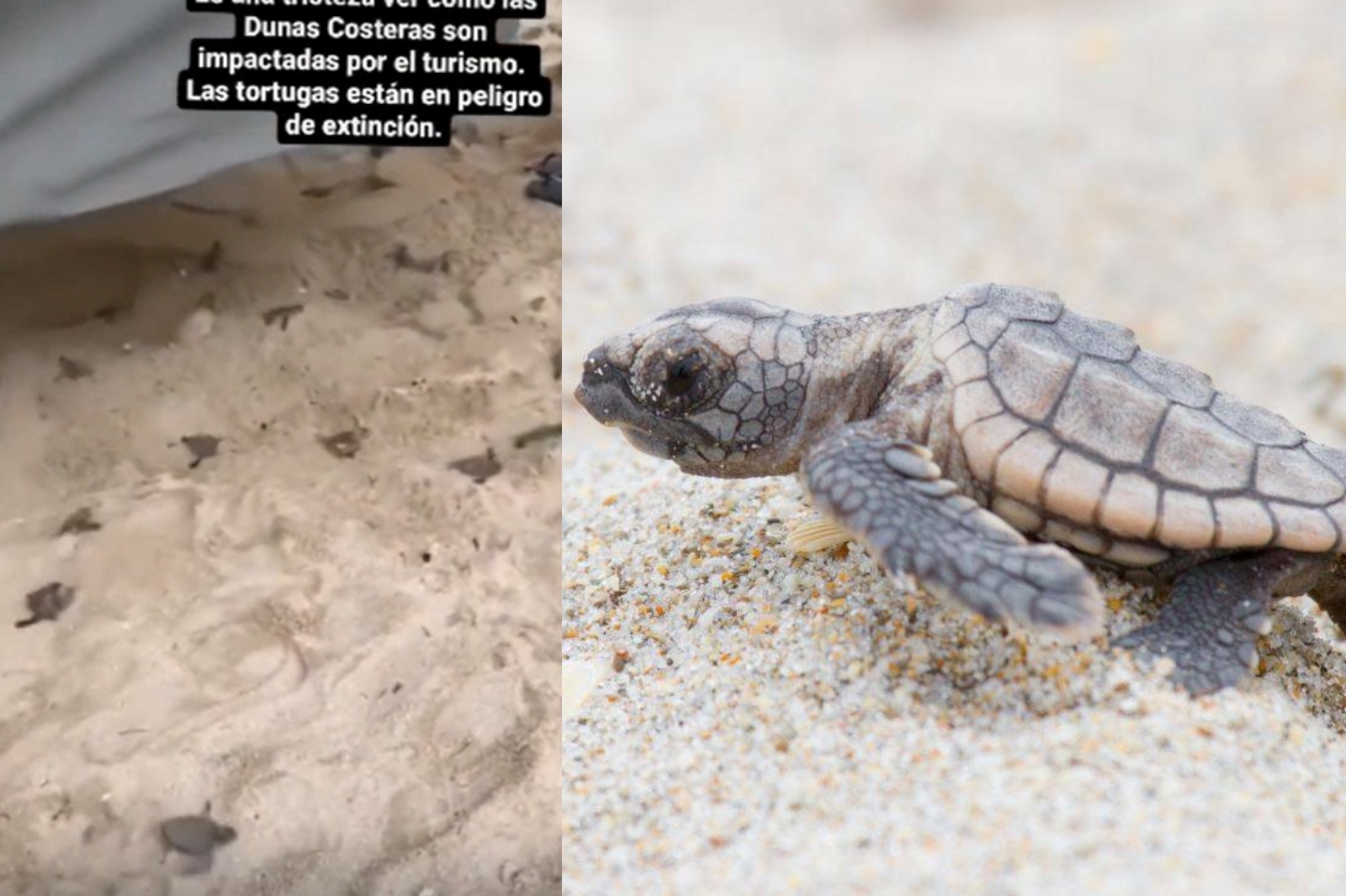 La grabación muestra cómo un colchón tapa el nido de tortugas marinas en una de las playas de Tulum, Quintana Roo