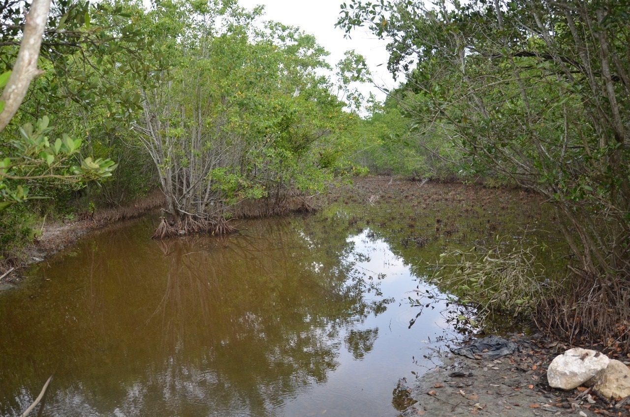 Conanp reforestará más de 6 mil hectáreas de mangle en Ciudad del Carmen