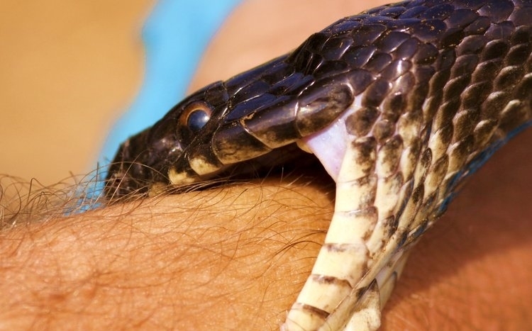 En la colección se encontraban 100 de las serpientes más venenosas del mundo