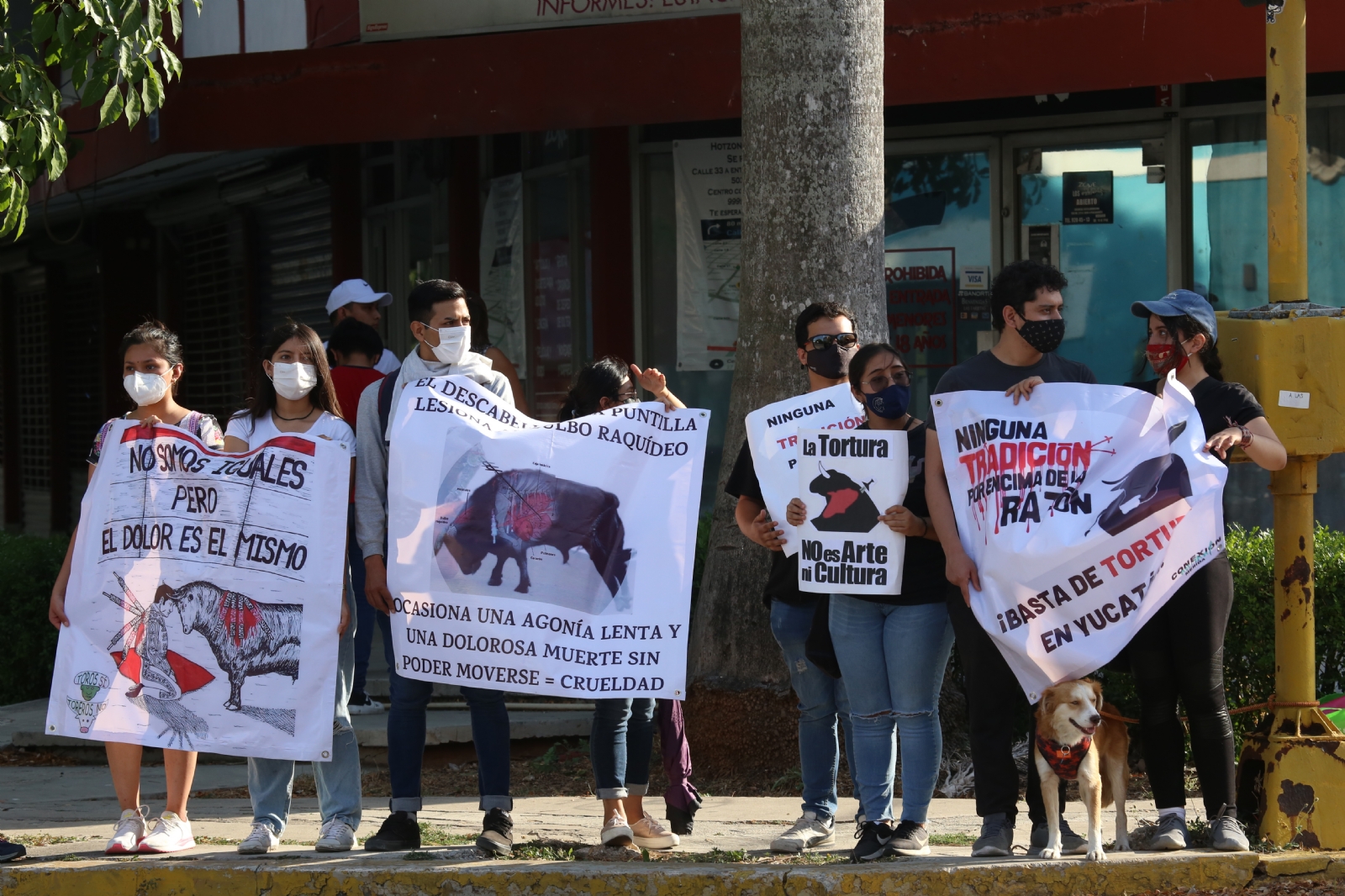 Animalistas exigen un alto a las corridas de toros en Yucatán