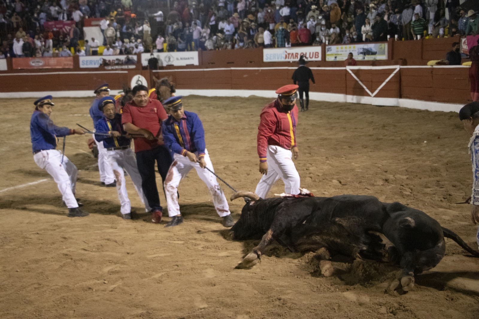 Una senadora pidió que los menores de edad no asistan a corridas de toros y peleas de gallos