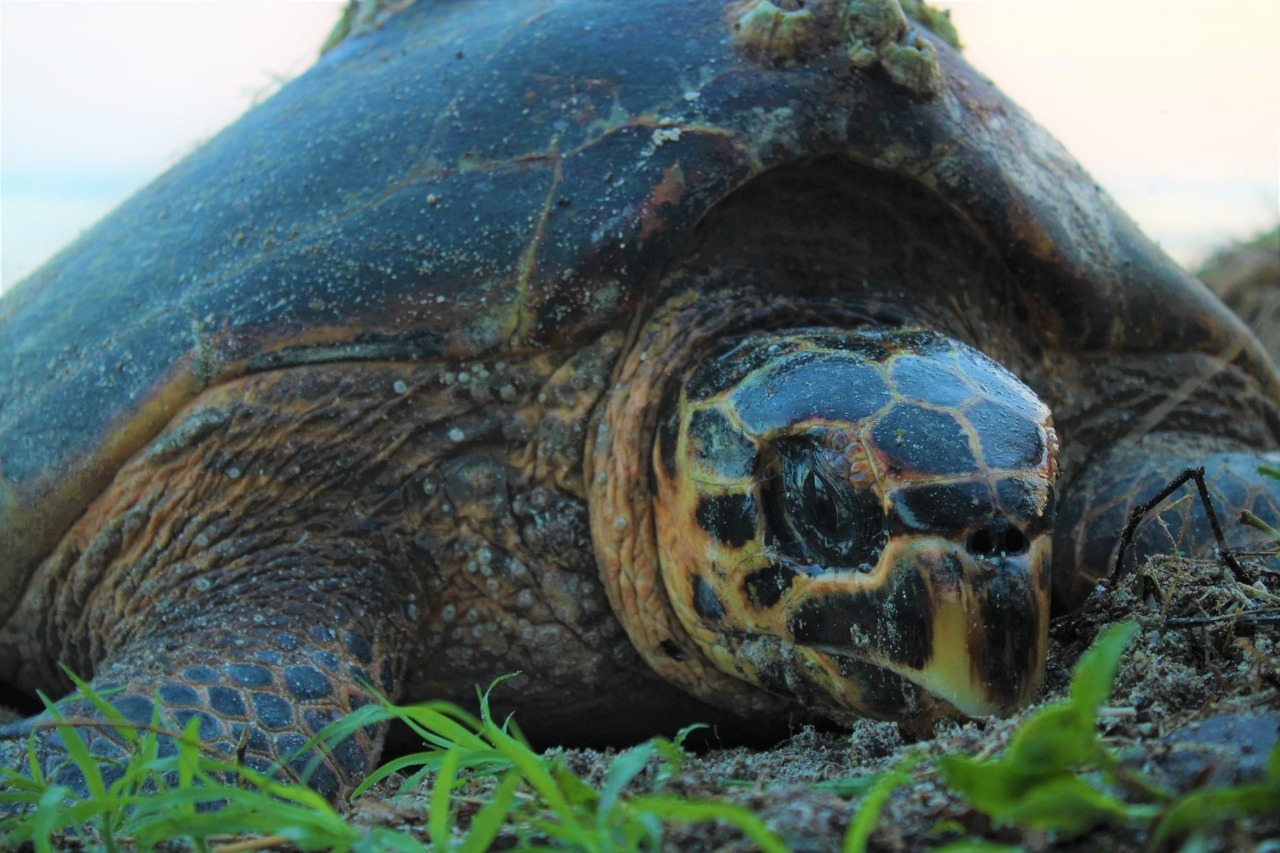 Llegan las primeras tortugas a Playa Bonita, Campeche para la temporada de anidación