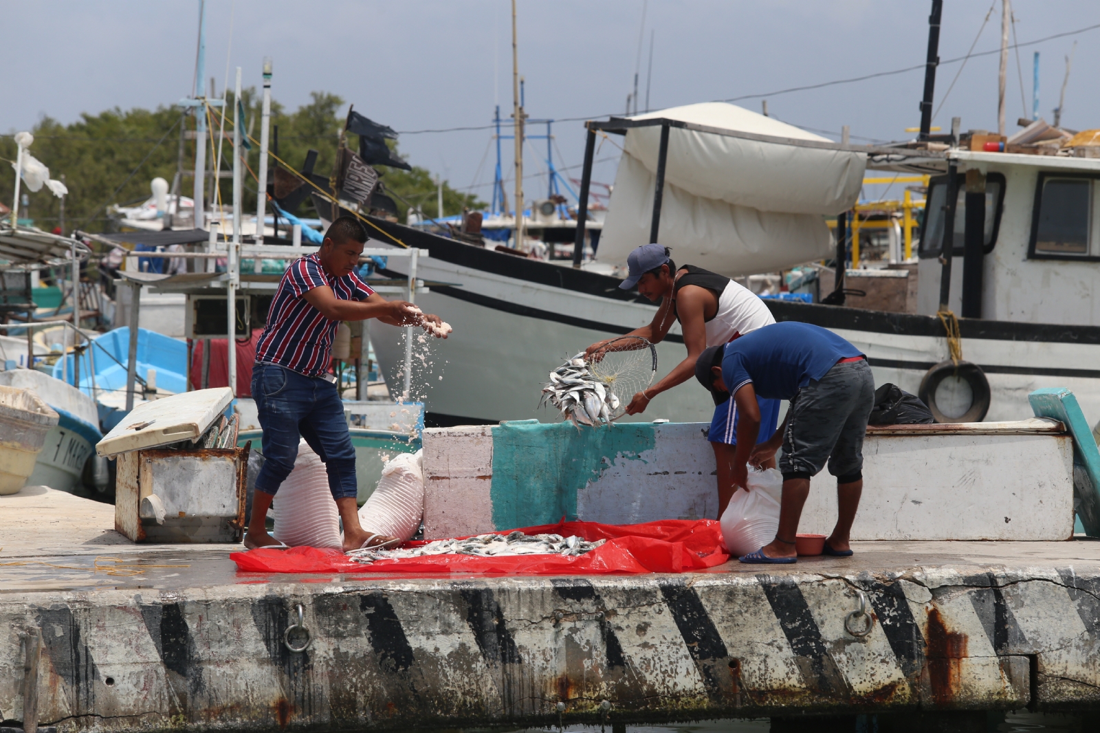 Pesca en Yucatán, en desorden; Capitanía de Puerto se hace 'de la vista gorda'; aseguran