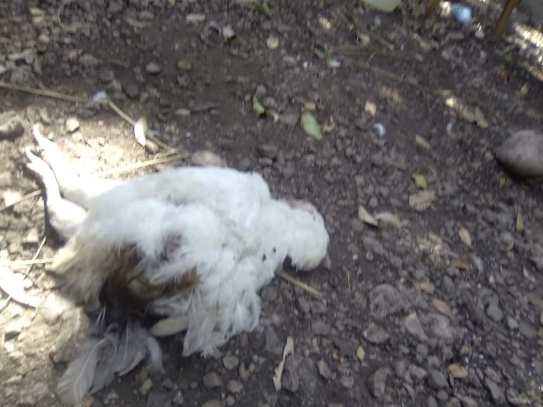 ¿El 'Huay Chivo' otra vez? Alertan por animales de granja muertos en Motul