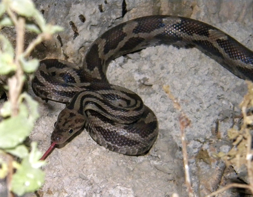 Temporada de calor aumenta la presencia de serpientes dentro de los predios