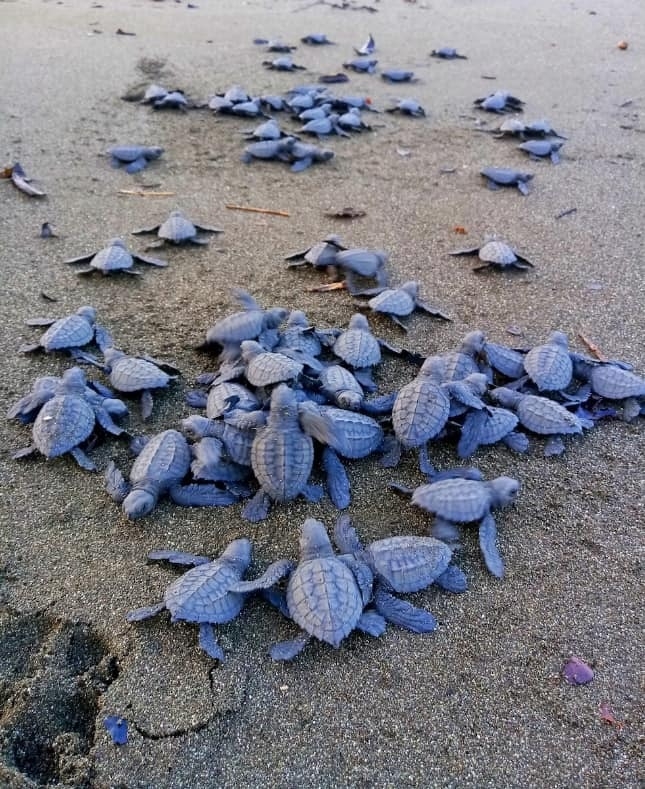 ¿Cuáles son las cinco especies de tortugas que arriban a Campeche?