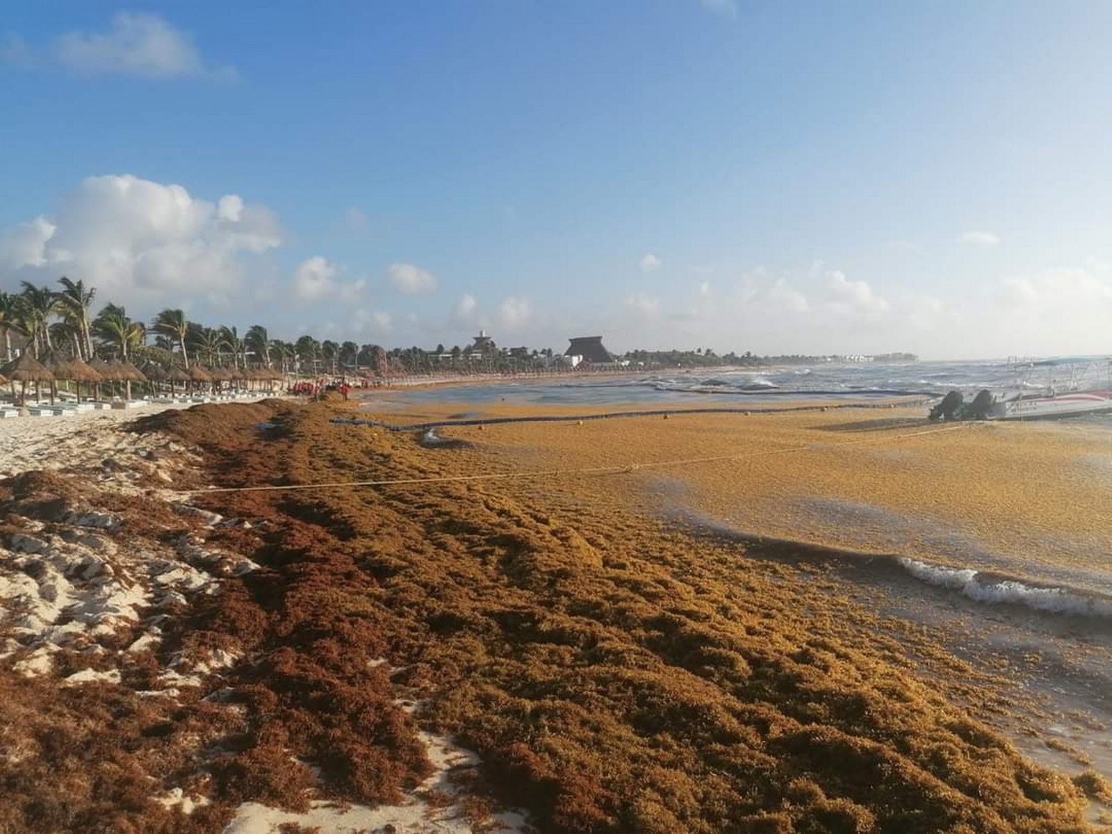 Playa El Recodo es una de las más afectadas por el recale masivo de sargazo en la Riviera Maya; lo mismo ocurrió en 2021