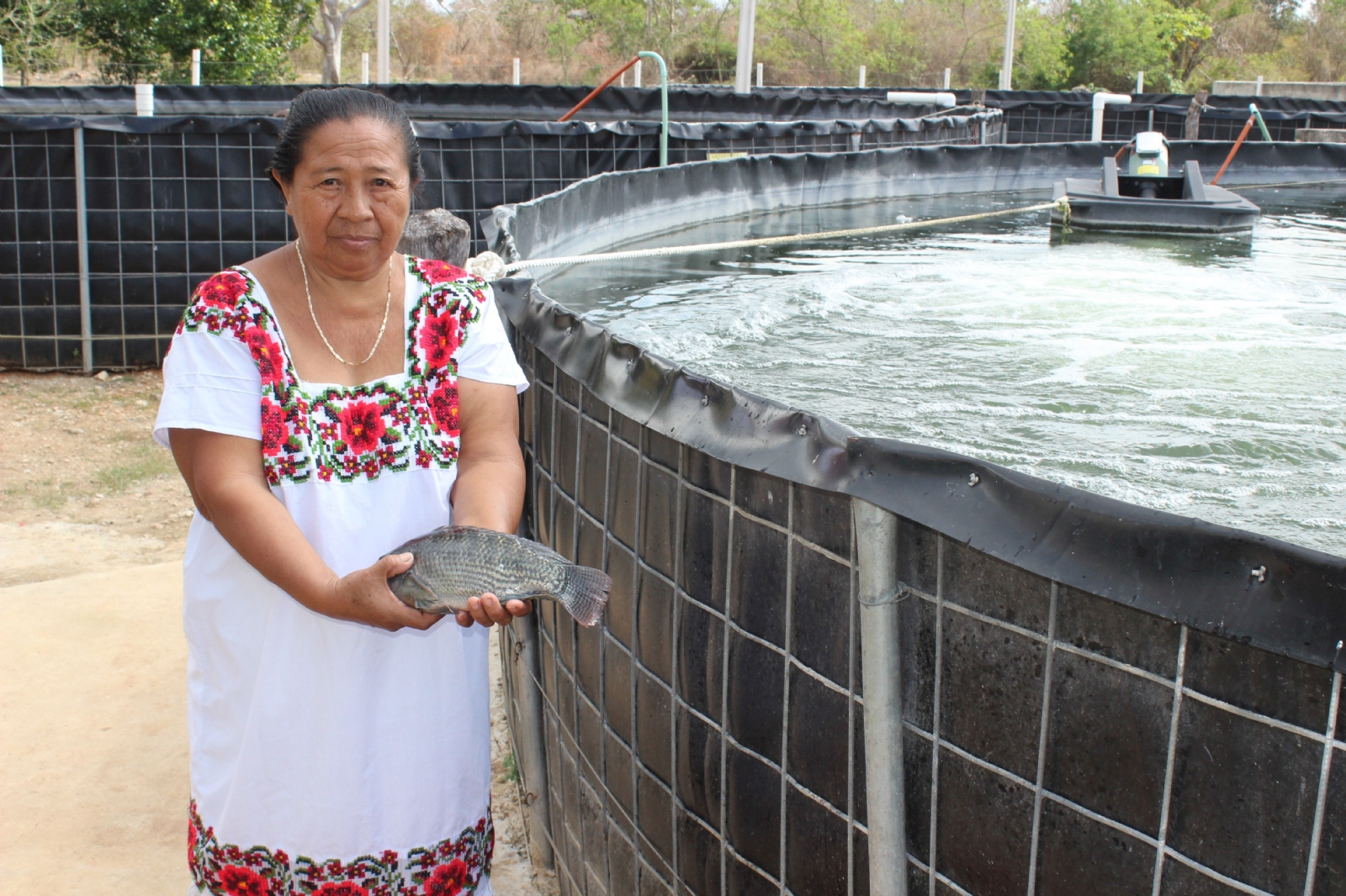 Tilapia, la especie más criada de la acuicultura en la Península de Yucatán