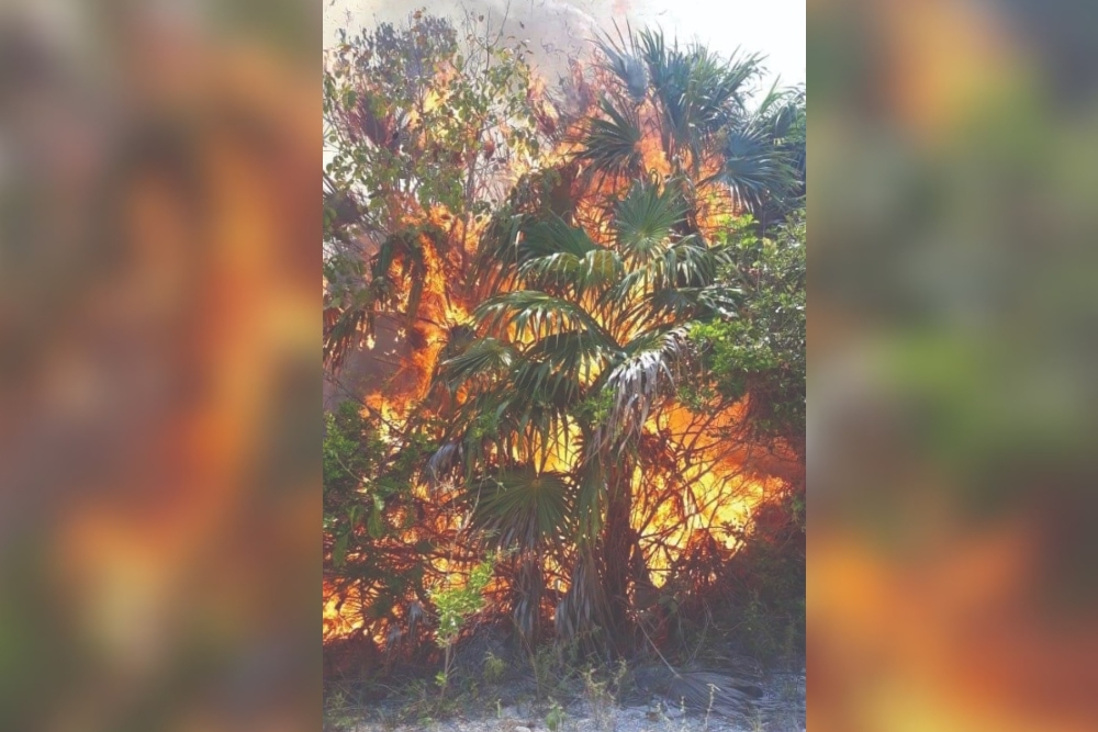 Van cinco incendios forestales en Playa del Carmen; uno consumió 20 hectáreas